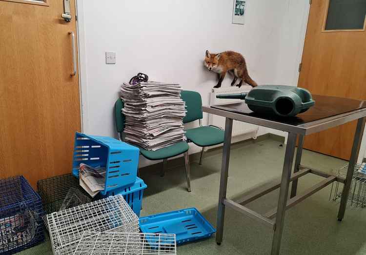 A brief escape saw the animal create a wave of destruction in the consulting room