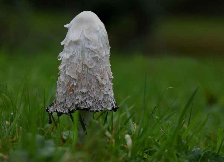 Shaggy Ink Cap.