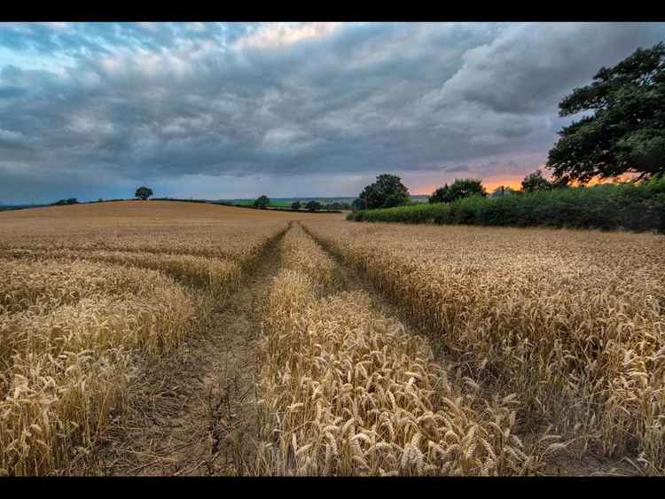 A winning entry from Chris Steyne: Sweet Wheat Sunset.