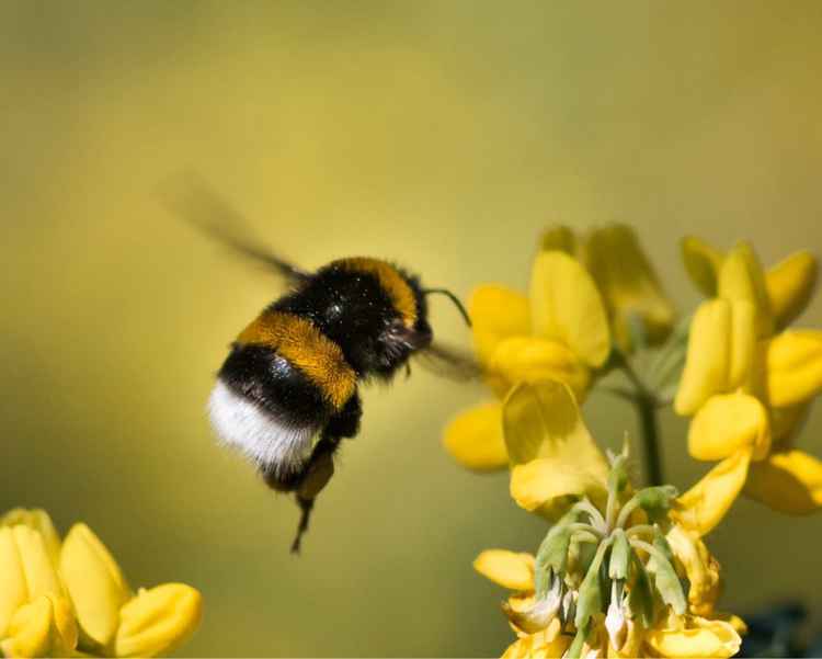 The wildflowers will be good news for bumblebees and other insects