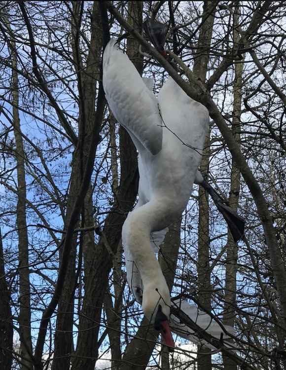 The swan was trapped by a branch