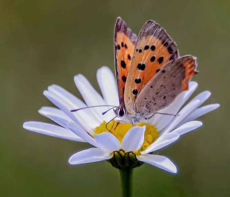 David Whyman - Please don't eat the daisy