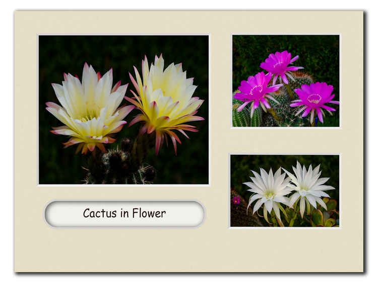 Dave George's 'Cactus in Flower'