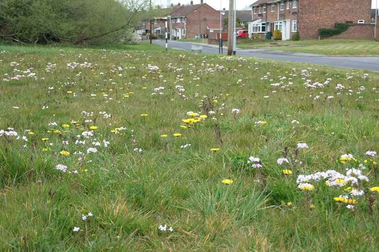 Previously cut areas will give way to wildflowers