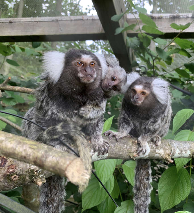 TikTok with his new parents. Picture by Monkey World Ape Rescue Centre.