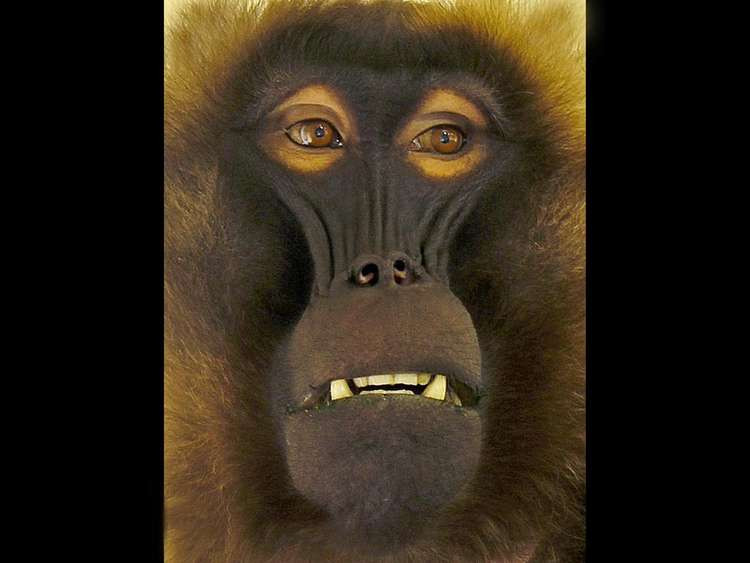 Maggie Diamond's "Gelada Baboon"