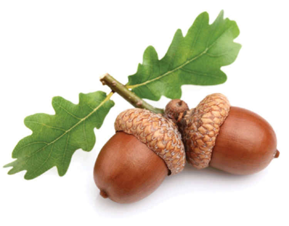 Acorns