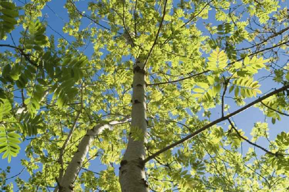 A tree affected by ash dieback