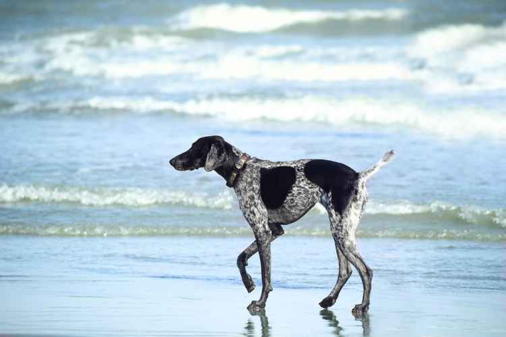 are dogs allowed on west bay beach