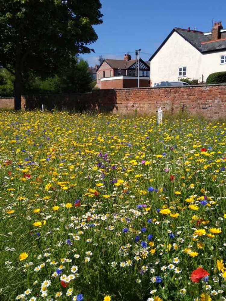 "A lovely patch of colour"