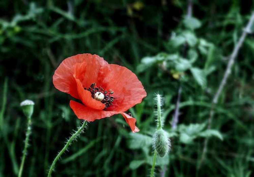 Royal British Legion Poppy Appeal launches - but with a difference