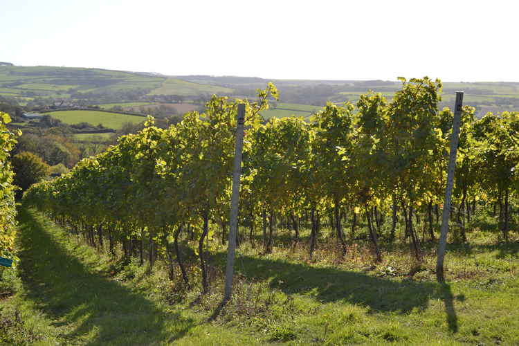 The vineyard at Bride Valley