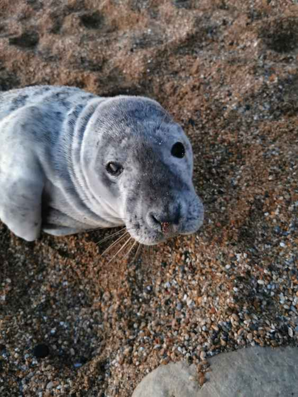 Vader the seal pup Picture: Lyme Bay NCI