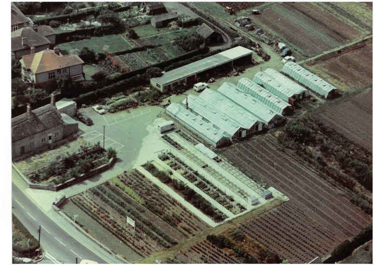 Groves Nurseries in the 1970s