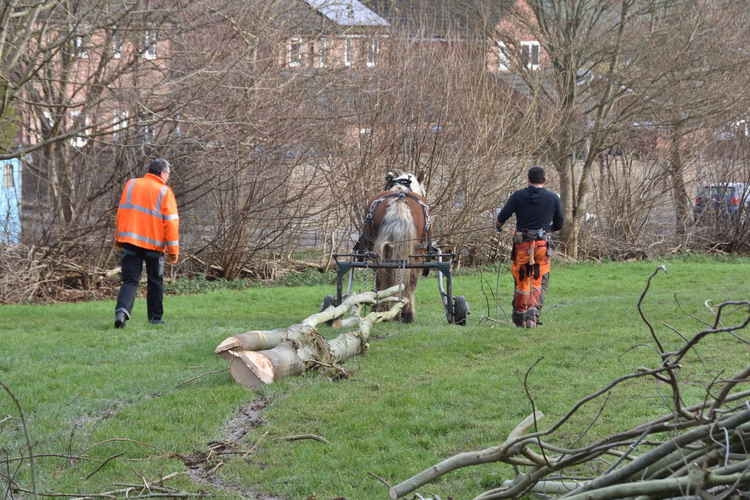 Toby Hoad and his horse move the trees Picture: Tim Russ