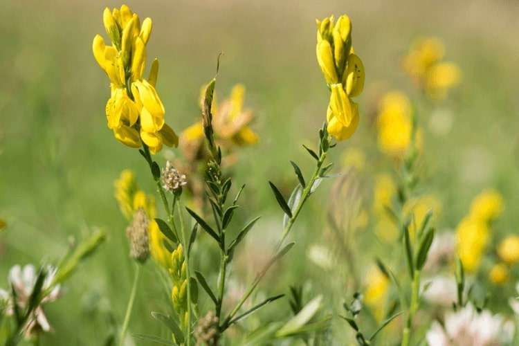 Dyers Greenweed flourishing in the wildflower meadows at Wirral Country Park