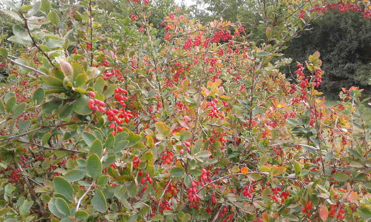 Barberry shrub