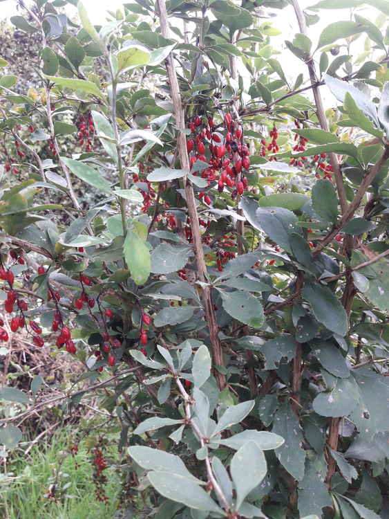 Barberry shrub