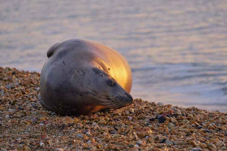 The juvenile grey seal, taken from a great distance using a superzoom camera showing relaxed seal unaware and undisturbed by the photographer Picture: Donna Marsh