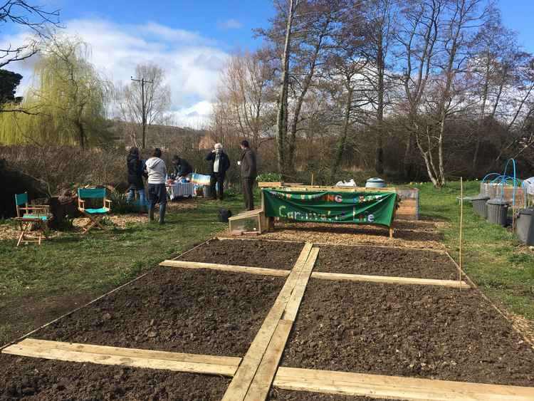 The Living Tree allotment