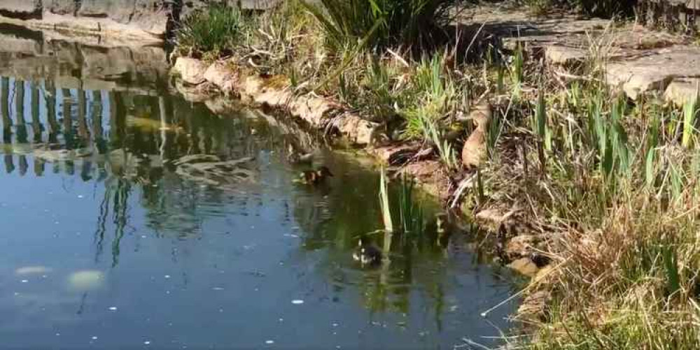 Family of ducks at Groves Nurseries