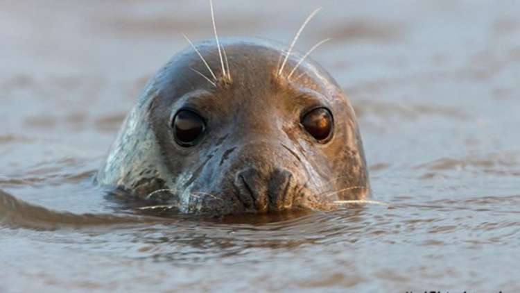 'What are you looking at?' - a grey seal (thanks to the RSPB)