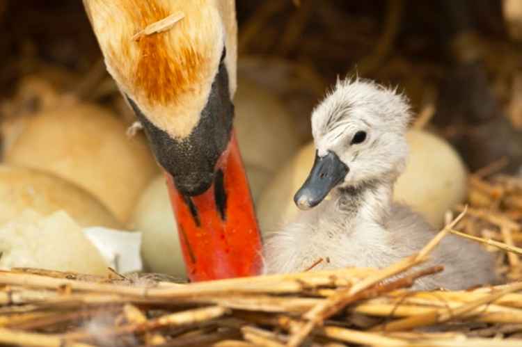 The first cygnet of 2021 at Abbotsbury Swannery Picture: Charlie Wheeler Photography