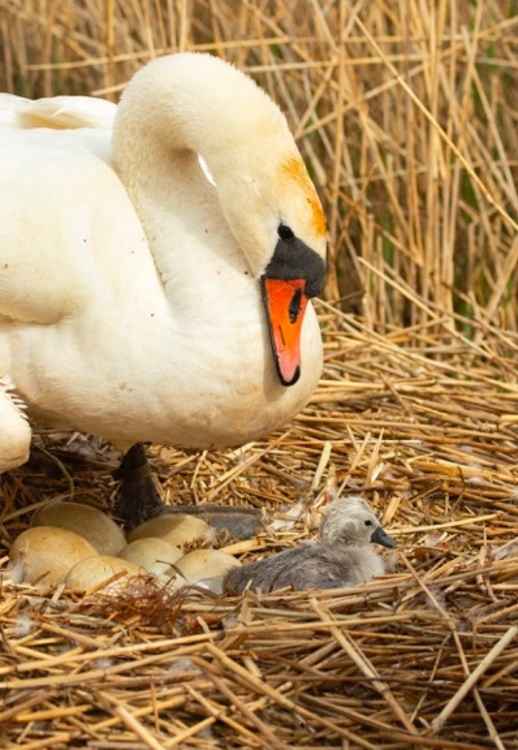 The first cygnet of 2021 at Abbotsbury Swannery Picture: Charlie Wheeler Photography