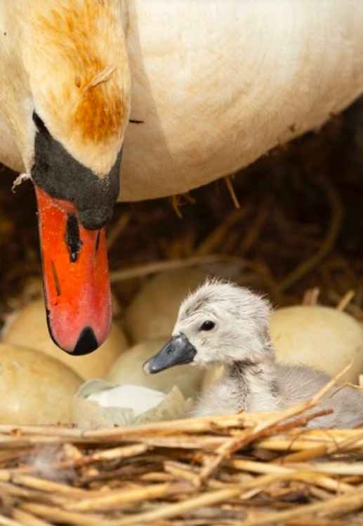 The first cygnet of 2021 at Abbotsbury Swannery Picture: Charlie Wheeler Photography