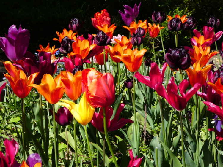 The tulips at Millennium Green