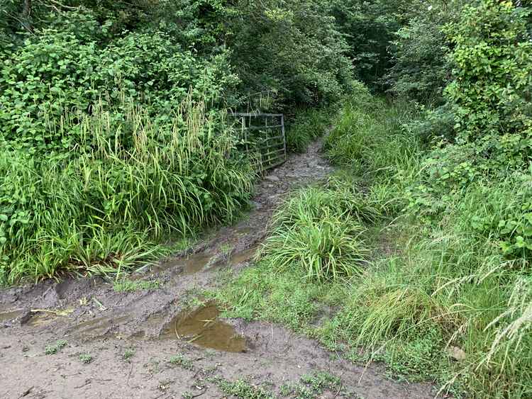 Continue along the road until you come to a track on your right, which is a little overgrown and muddy