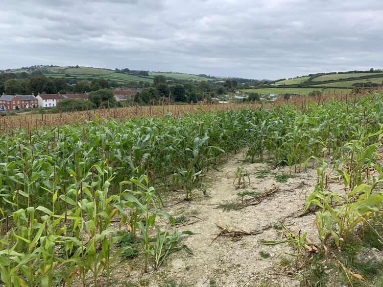 Follow the path ahead in between crops