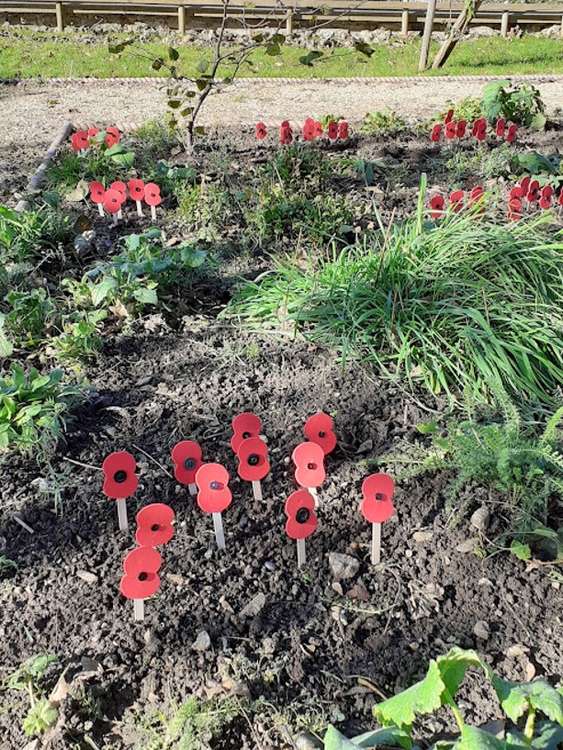 Some of the 151 poppies 'planted' to remember Bridport's WW1 casualties