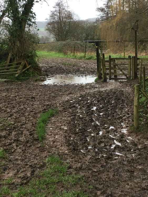 The state of the footpath between Colyford and Colyton is said to be encouraging people to walk elsewhere through fields and along the main road (photo by Ian Priestly)