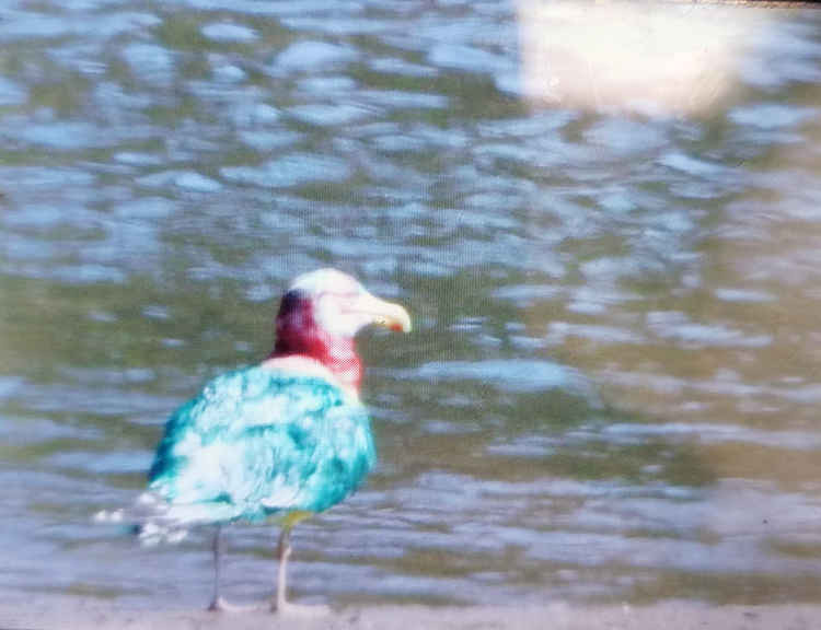 The Seaton seagull painted in red and green (photo by Steve Waite)