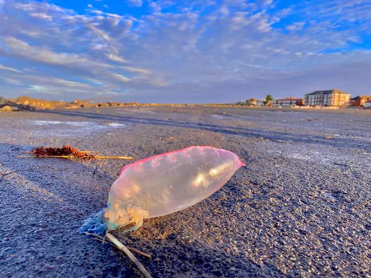 Don't risk touching a man of war - Picture by Dawn Couch