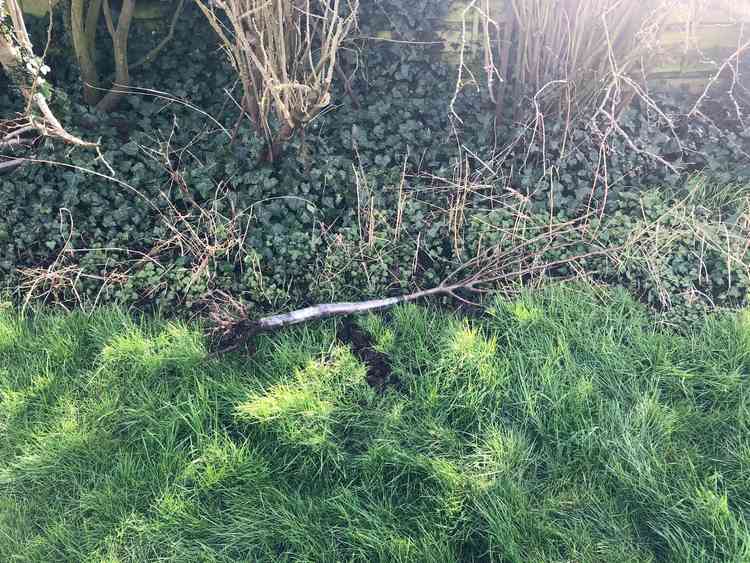 Trees that were planted on Saturday have been pulled out