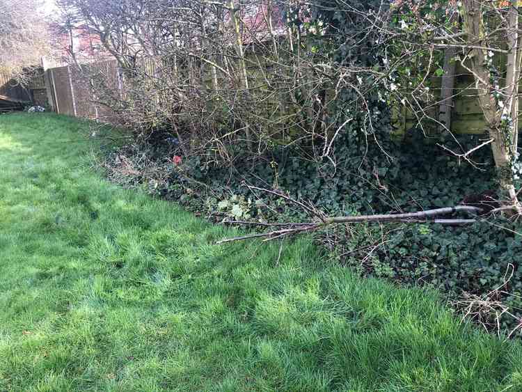 The trees were found at the side of the hedgerow