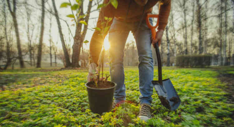 Tree planting