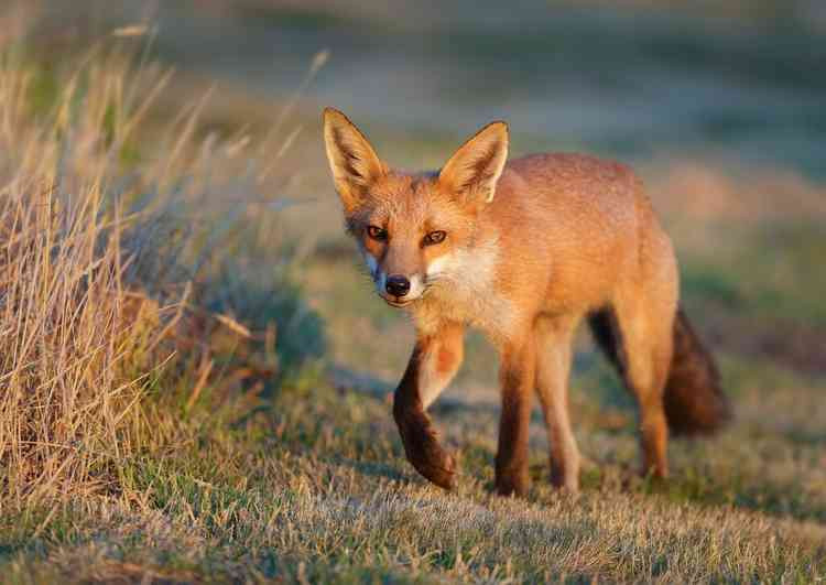 Fox at Clutton, Chester by Simon Roberts in December.