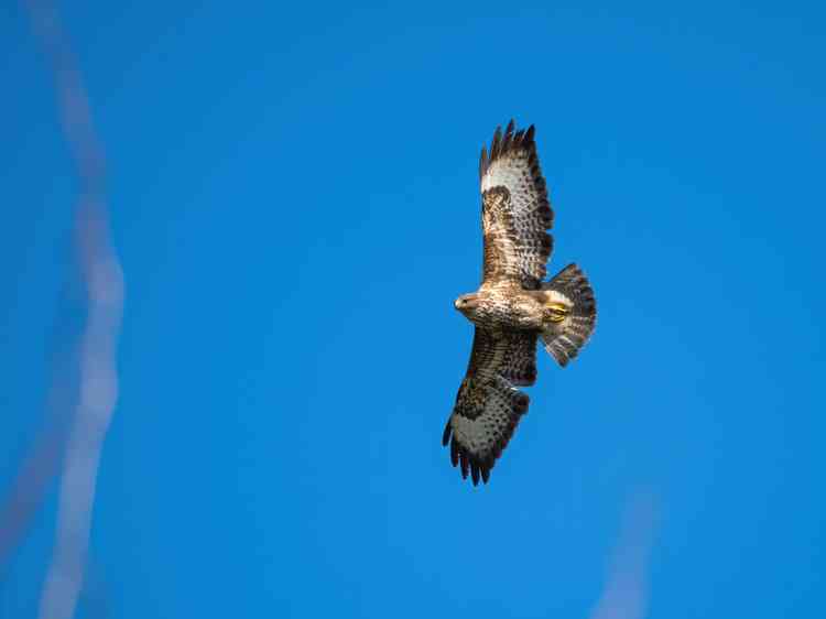 Buzzard in flight, by Mark Sandbach