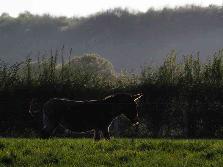 Sunlit outline of a donkey, by Mark Sandbach