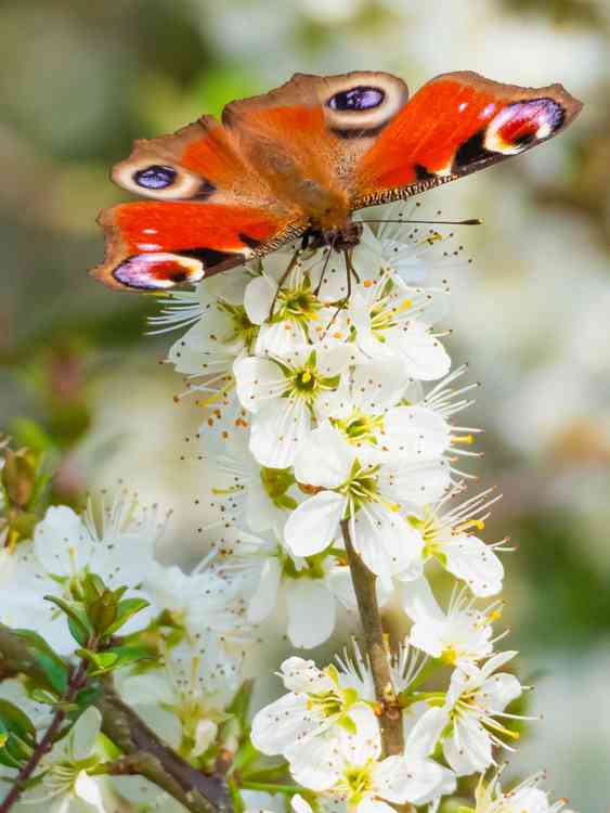 Peacock butterfly, by Mark Sandbach