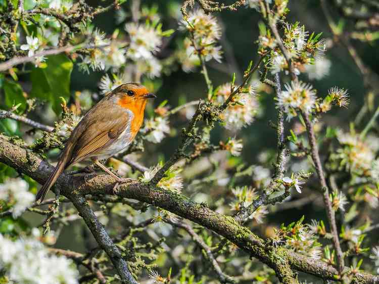 Robin amongst the new spring blossom, by Mark Sandbach