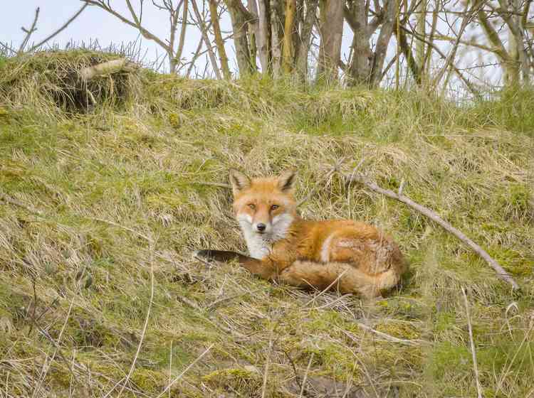 Sunbathing fox, by Mark Sandbach