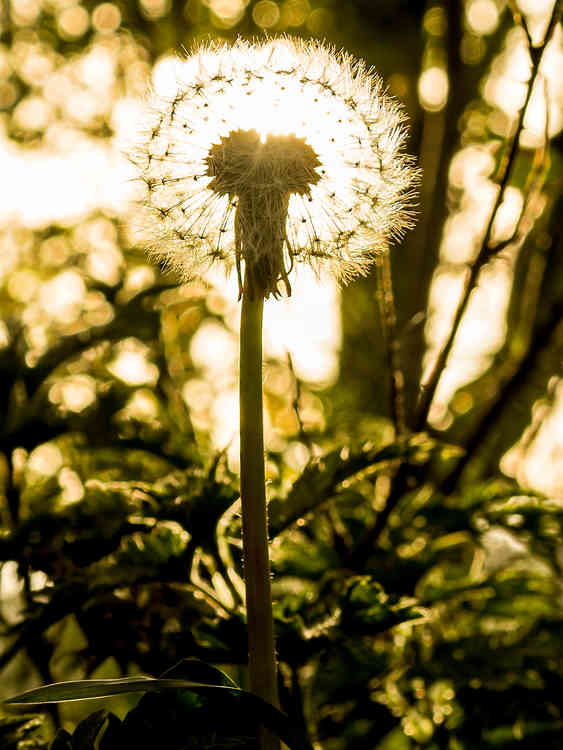 Evening sun shining through a dandelion