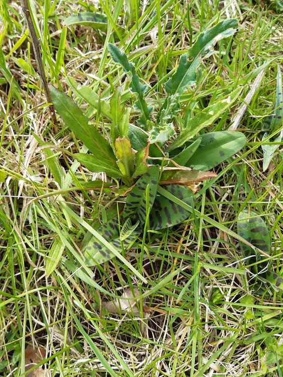 The commonly spotted-orchid as it's currently growing in Swettenham Valley Nature Reserve.