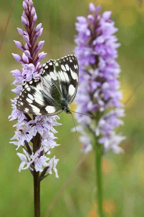 The commonly spotted-orchid in flower.