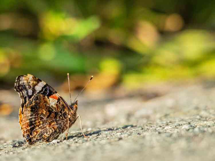 Red admiral