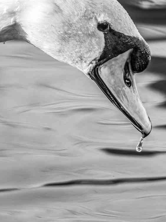 Black and white swan